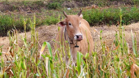 The cows stand to eat the top of the corn plant. Stock Footage 129214966