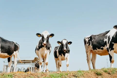 Cows stand on grass looking down towards the camera Stock Photos