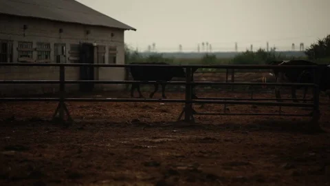 Cows stand in an open paddock on a dairy farm Stock Footage 73560786