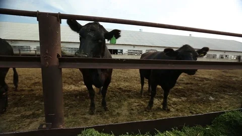 Cows stand in an open paddock Stock Footage 73559560