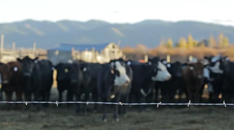 Cows stand in pasture with barbed wire fence in foreground Stock Footage 36295753