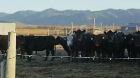 Cows stand in pasture with barbed wire fence in foreground Stock Footage 36295782