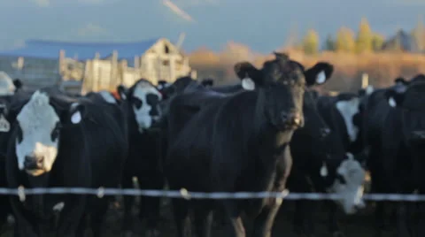 Cows stand in pasture with barbed wire fence in foreground Stock Footage 36295805