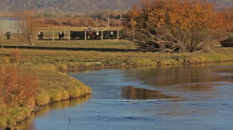 Cows stand in pasture next to river in Idaho Stock Footage 36300256