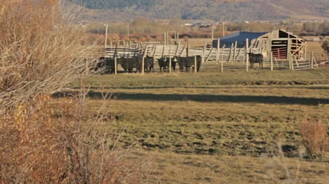 Cows stand in pasture next to river in Idaho Stock Footage 36300317