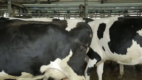 Cows stand in a pen Stock Footage 73555926