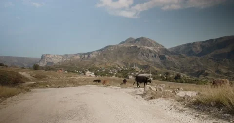 Cows stand on a rural road in the mountains Stock Footage 232137650