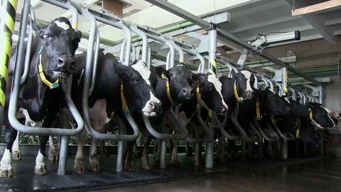 Cows Stand In The Stall During Milking On The Farm Factory Stock Footage