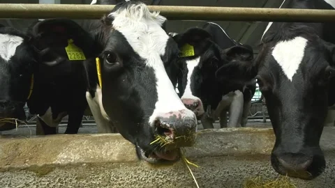 Cows stand in a stall on the farm and eat hay. Dairy cows on the farm. Vídeos de archivo 274431346