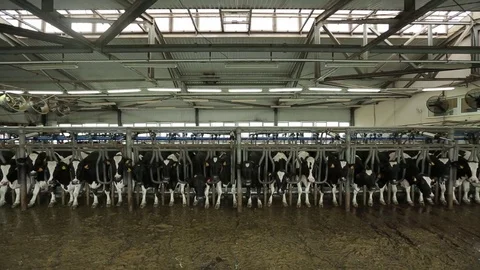 Cows stand in the stall Stock Footage 73560976