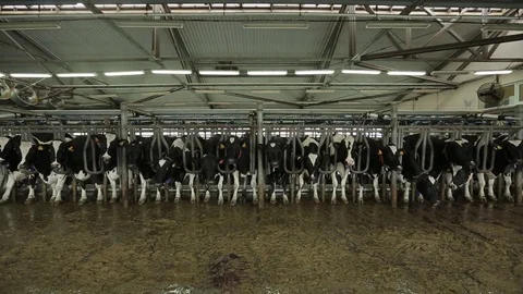 Cows stand in the stall Stock Footage 73561008