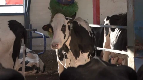 The cows stand in a stall next to a special cow comb. Vidéo 139394489