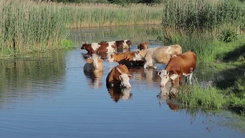 Cows stand in the water on a hot day, escaping from the heat. Cows drink water f Stock Footage 252171636