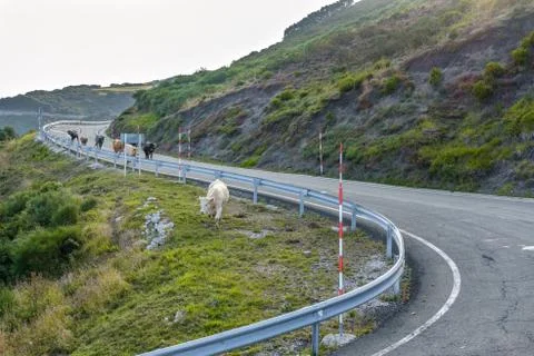 Cows standing in and blocking a road Фото