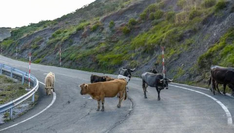 Cows standing in and blocking a road Stock Photos