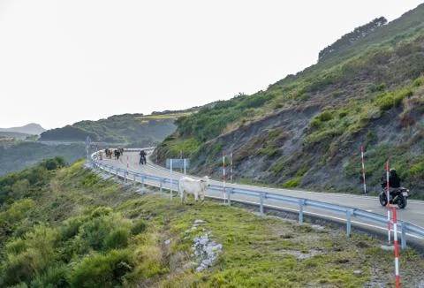 Cows standing in and blocking a road Stock Photos