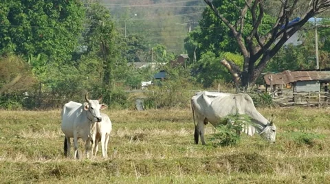Cows standing and grazing the grass Stock Footage 48356361