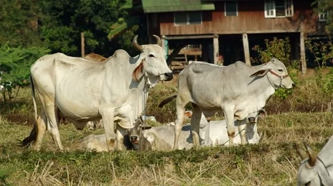 Cows standing and laying in the field Stock Footage 48355885