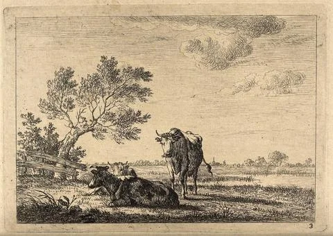 Cows standing and lying in a field. Etching by J. Janson, the elder. Ilustración de archivo