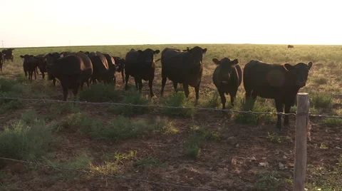Cows Standing Behind Fence. Stock Footage 57219103