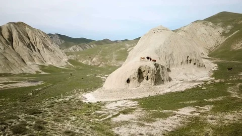 Cows Standing On A Dirt Ridge In A Grassland 스톡 동영상 102407855