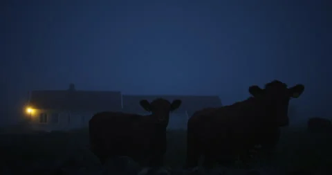 Cows standing on a field during blue hour Vidéo 263037270