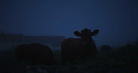 Cows standing on a field during blue hour Vidéo 263037902