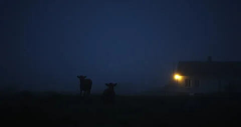 Cows standing on a field during blue hour Vidéo 263037937