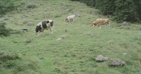 Cows Standing On A Meadow In The Austrian Alps Stock Footage 228962906