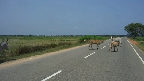 Cows standing on the mountain asphalt road, Vietnam road over Dalat area Stock Footage 103134507