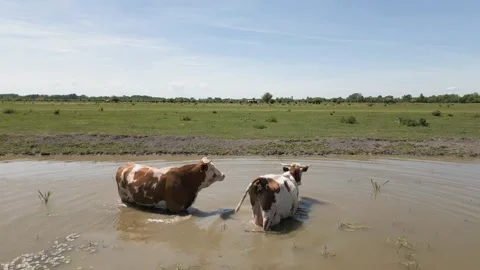 Cows standing in a pond, drinking water and cooling off. Stock Footage 335515145