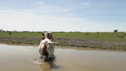 Cows standing in a pond, drinking water and cooling off. Stock Footage 335515146