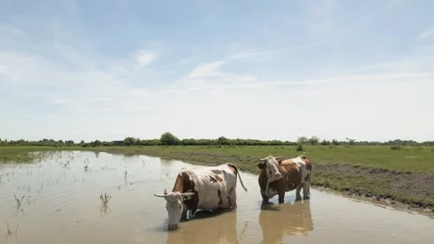 Cows standing in a pond, drinking water and cooling off. Видео 335515228