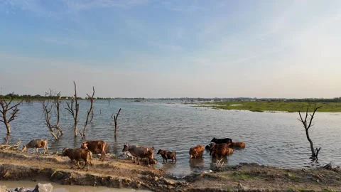 Cows standing in a river and bathing Stock Footage 305542965