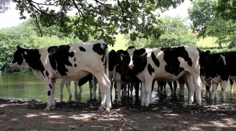 Cows standing in a river Stock-Footage 40496344