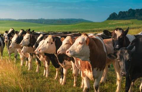 Cows standing in a row looking towards the light Stock Photos