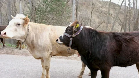 Cows Standing on a Rural Roadside in Early Spring Stock Footage 307635348