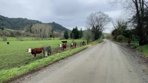 Cows standing by the side a dirt road crazing in a lush green paddock 库存影片 198911334