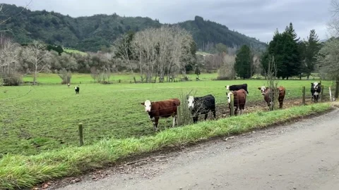 Cows standing by the side of the road crazing in a lush green paddock 库存影片 198911332