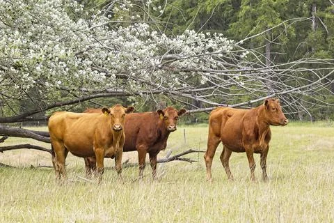 Cows standing by a tree in a field. Фото