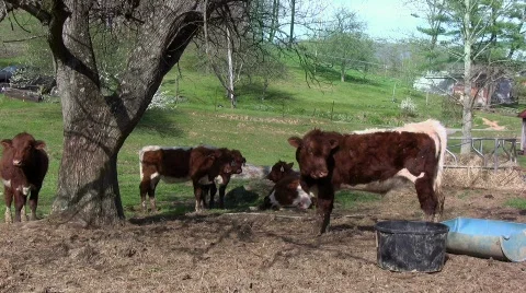Cows standing by a tree Stock Footage 365372