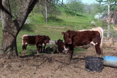 Cows standing by a tree Stock Footage 365680