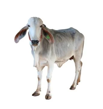 Cows Standing on a white background Stock Photos