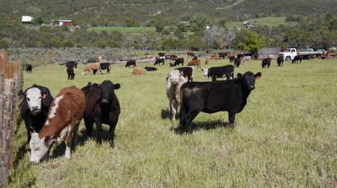 Cows staring at camera Stock Footage 48132683