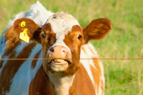 Cows staring to the camera Stock Photos