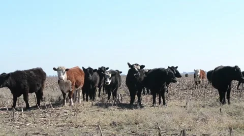 Cows Staring On Desolated Field Stock Footage 51789727