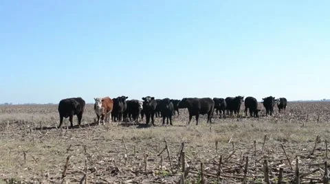 Cows Staring On Desolated Field Stock Footage 51792459
