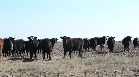 Cows Staring On Desolated Field Stock Footage 51793054
