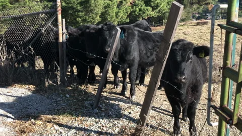 Cows staring Stock Footage 256503251