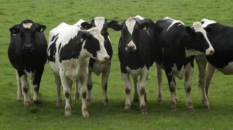 Cows staring staring at camera Stock Footage 38422283